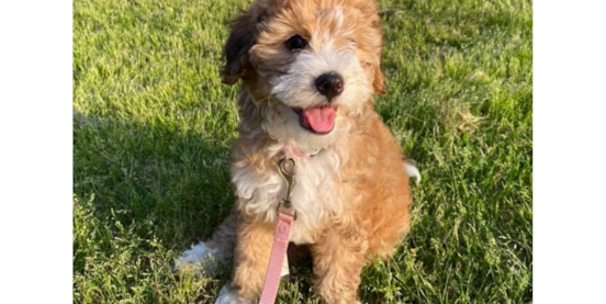 Red, Apricot, Cream & Blonde Mini Bernedoodles: Colors & How They Change