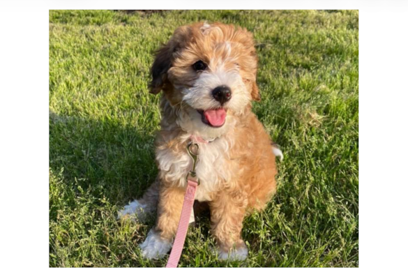 Red, Apricot, Cream & Blonde Mini Bernedoodles: Colors & How They Change