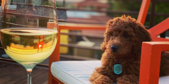 A Guide to Red Mini Goldendoodles  