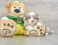 6 week old Saussie Puppy For Sale - Premier Pups