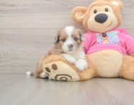 5 week old Saussie Puppy For Sale - Premier Pups