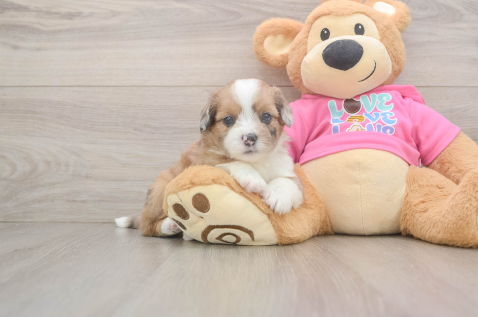 5 week old Saussie Puppy For Sale - Premier Pups
