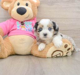 5 week old Saussie Puppy For Sale - Premier Pups