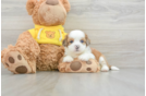 Saussie Puppy for Adoption
