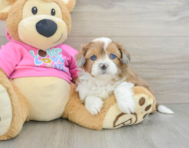 6 week old Saussie Puppy For Sale - Premier Pups