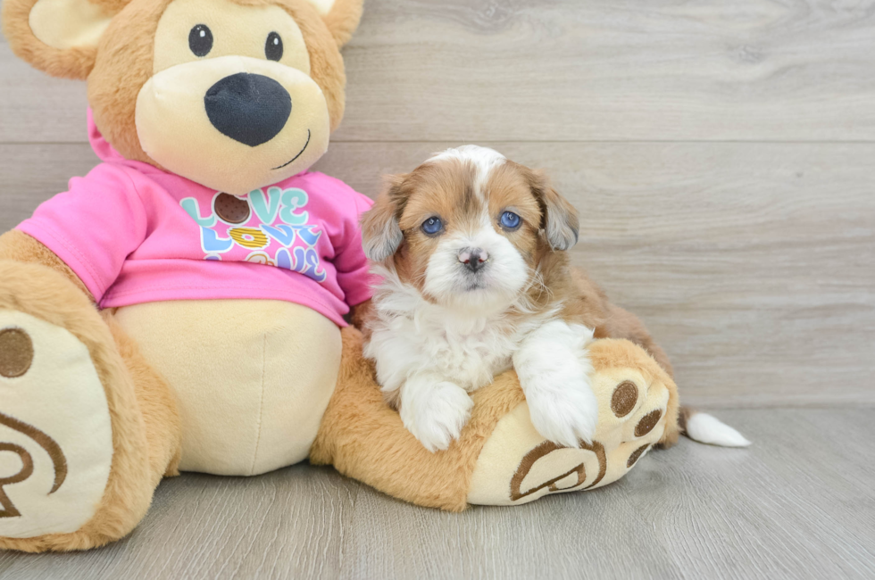 6 week old Saussie Puppy For Sale - Premier Pups