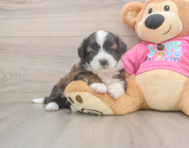 5 week old Saussie Puppy For Sale - Premier Pups