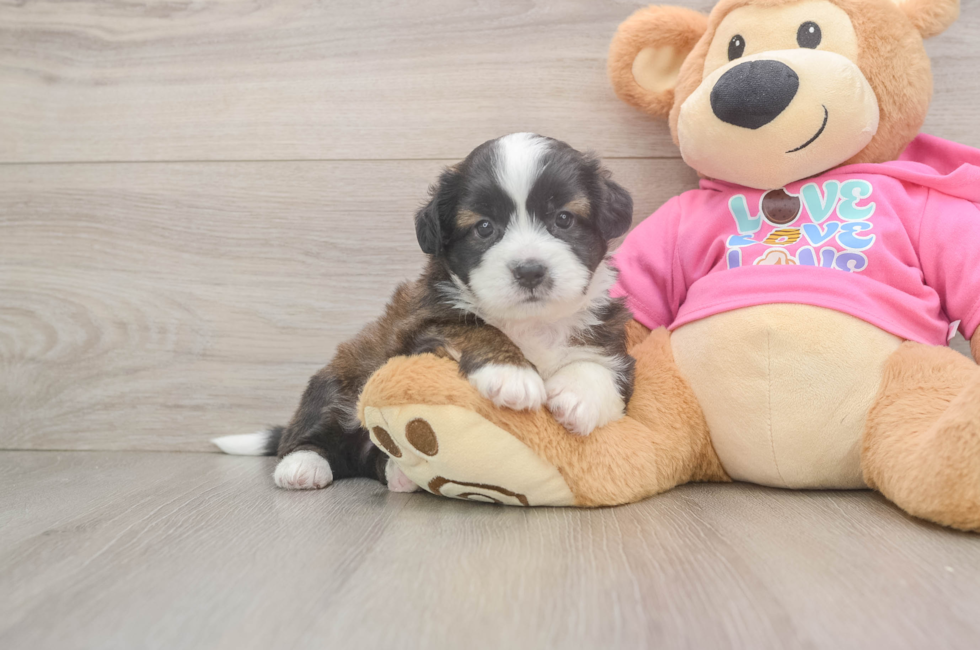 5 week old Saussie Puppy For Sale - Premier Pups