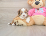 5 week old Saussie Puppy For Sale - Premier Pups