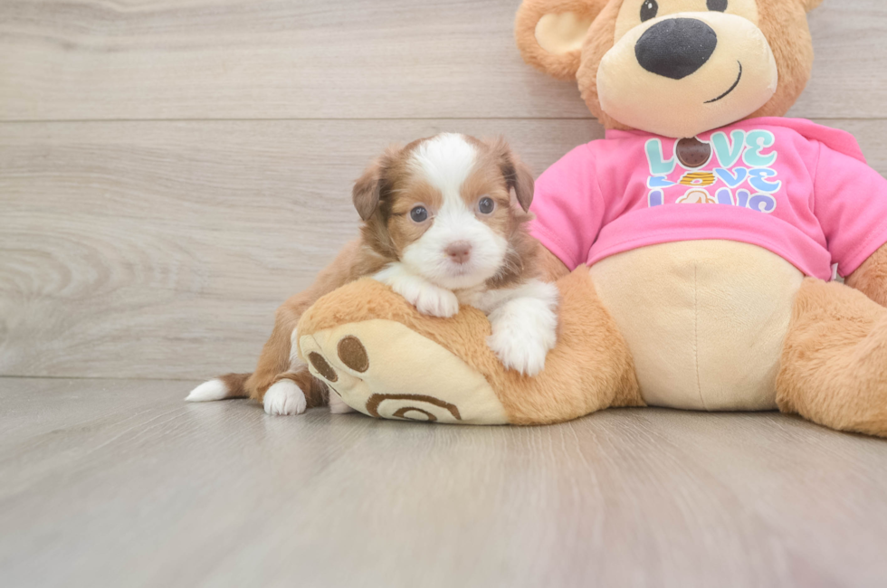 5 week old Saussie Puppy For Sale - Premier Pups