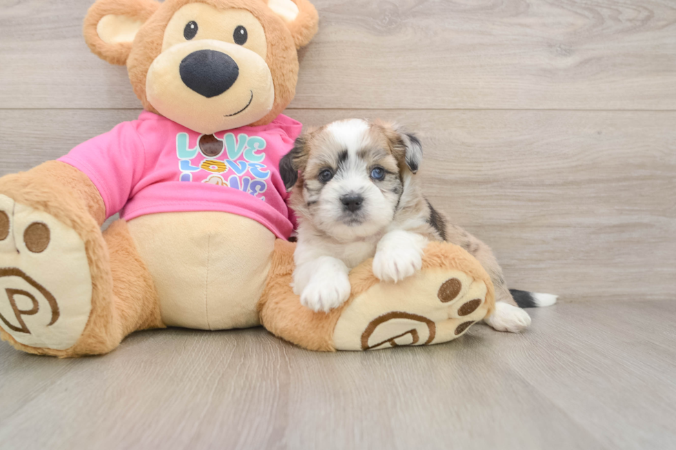 Saussie Pup Being Cute