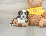 5 week old Saussie Puppy For Sale - Premier Pups