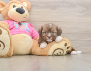 6 week old Saussie Puppy For Sale - Premier Pups