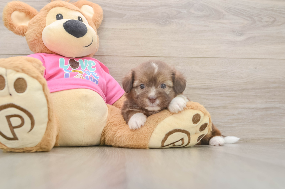 5 week old Saussie Puppy For Sale - Premier Pups