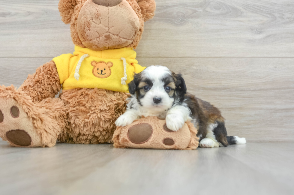 5 week old Saussie Puppy For Sale - Premier Pups