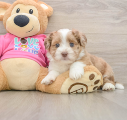 6 week old Saussie Puppy For Sale - Premier Pups