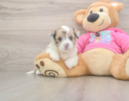 5 week old Saussie Puppy For Sale - Premier Pups