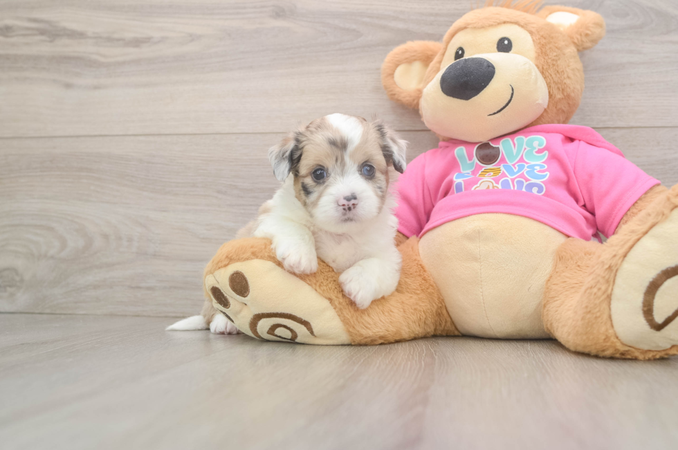 5 week old Saussie Puppy For Sale - Premier Pups