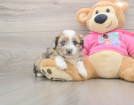 5 week old Saussie Puppy For Sale - Premier Pups