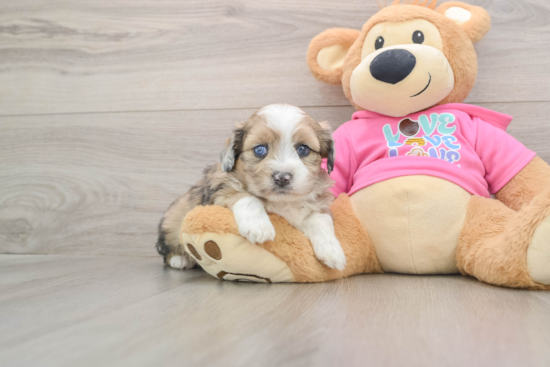 Cute Ausstzu Designer Puppy