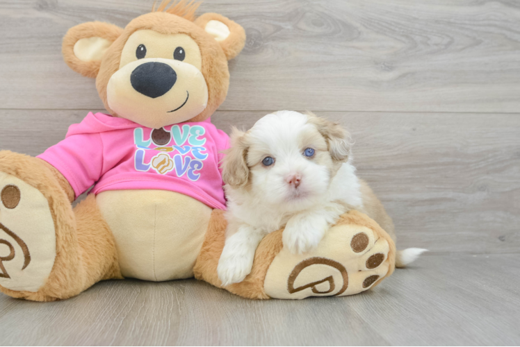 Best Saussie Baby
