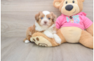 Cute Saussie Baby