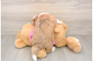 Cute Saussie Baby