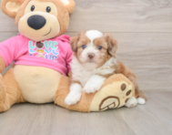 5 week old Saussie Puppy For Sale - Premier Pups