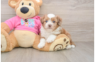 Saussie Pup Being Cute