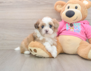5 week old Saussie Puppy For Sale - Premier Pups