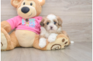Best Saussie Baby