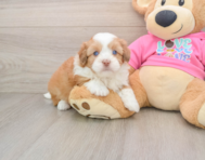 5 week old Saussie Puppy For Sale - Premier Pups
