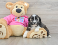5 week old Saussie Puppy For Sale - Premier Pups