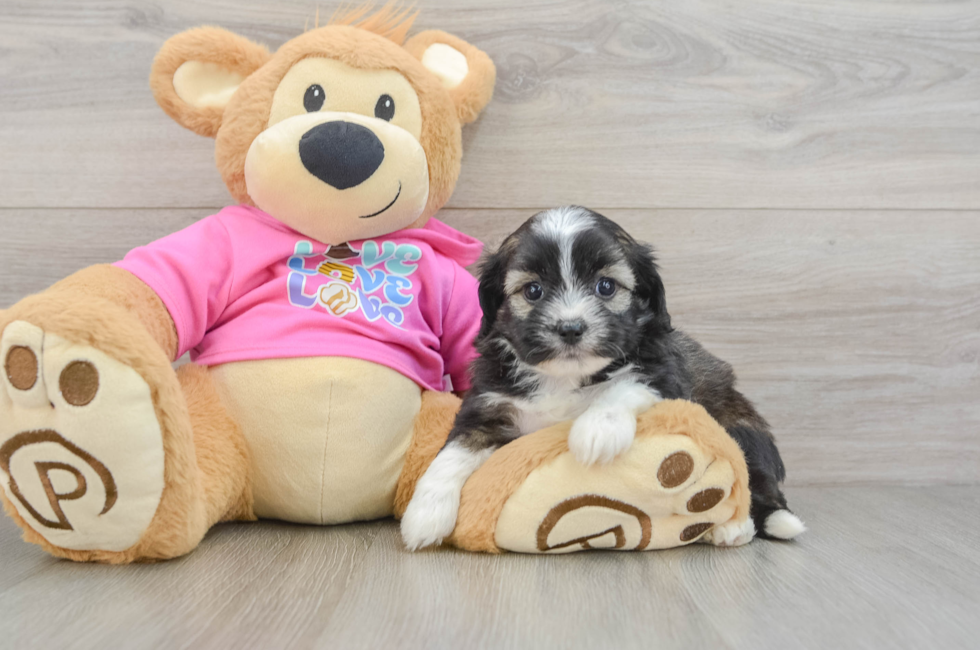 5 week old Saussie Puppy For Sale - Premier Pups