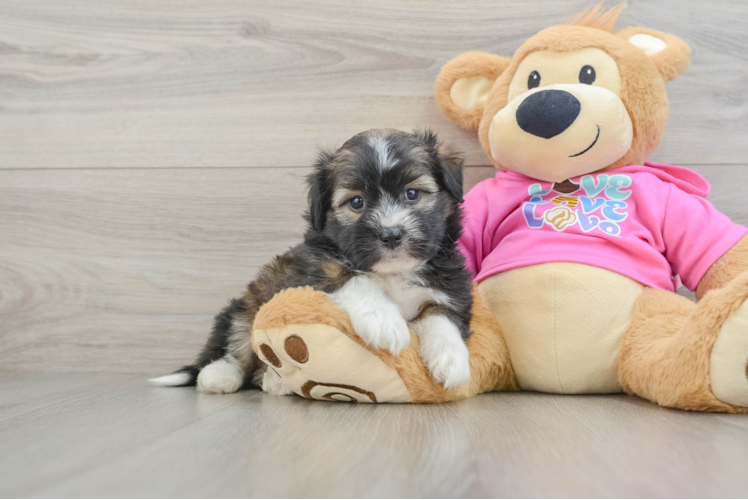 Cute Saussie Baby