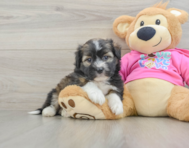 5 week old Saussie Puppy For Sale - Premier Pups