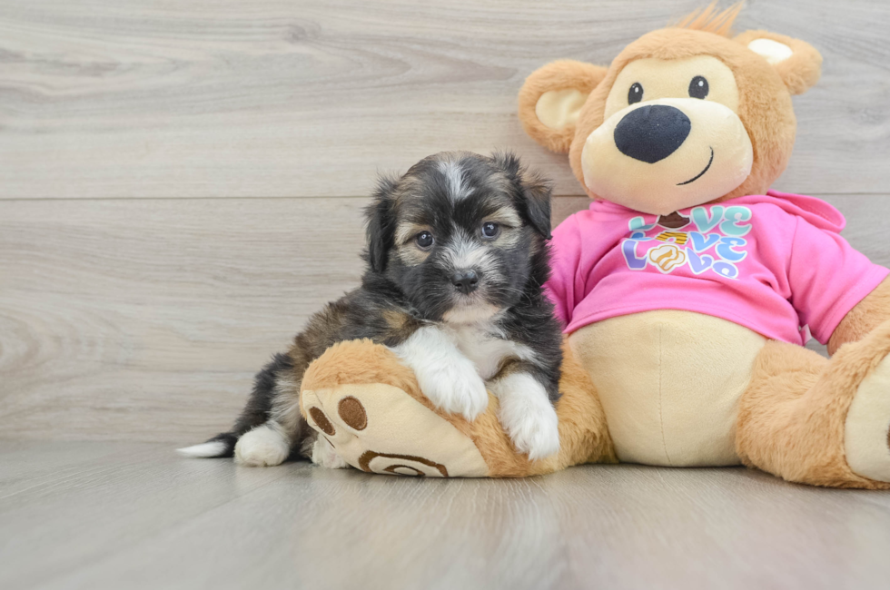 5 week old Saussie Puppy For Sale - Premier Pups
