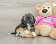 5 week old Saussie Puppy For Sale - Premier Pups