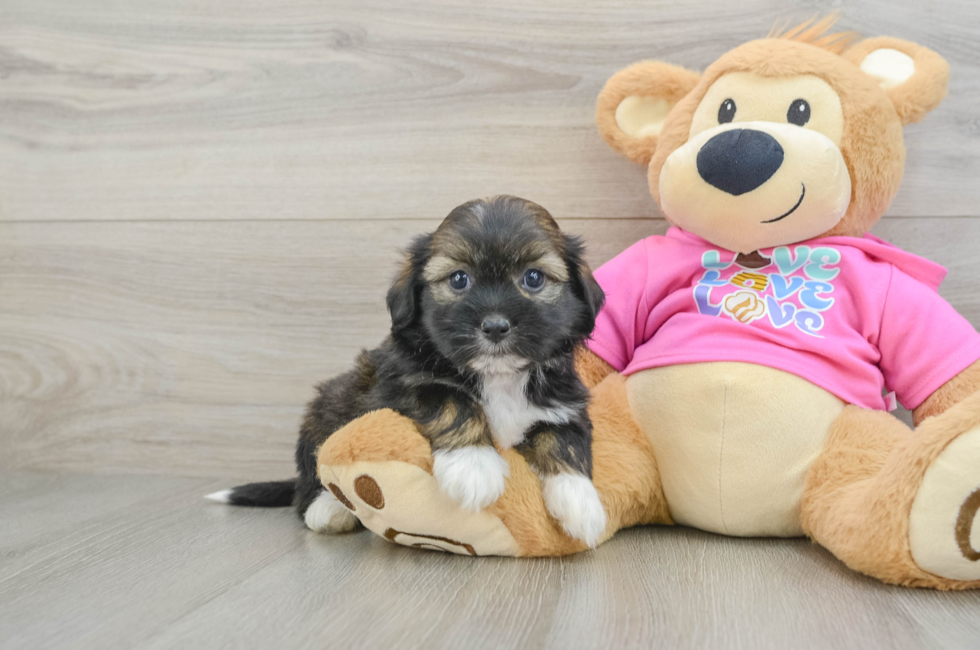 5 week old Saussie Puppy For Sale - Premier Pups