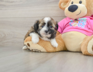 5 week old Saussie Puppy For Sale - Premier Pups
