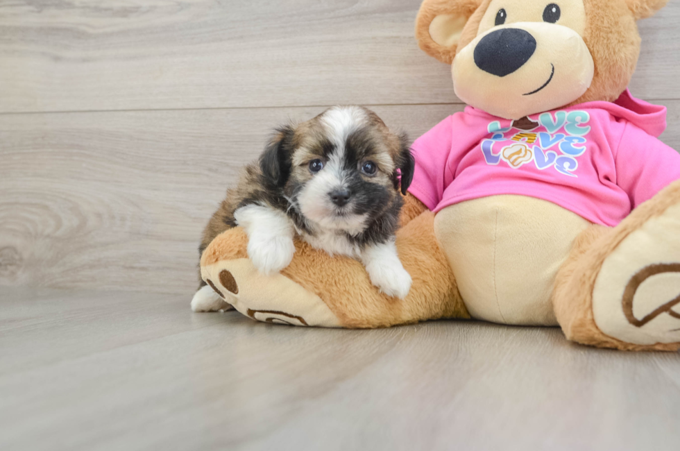 5 week old Saussie Puppy For Sale - Premier Pups