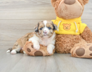 6 week old Saussie Puppy For Sale - Premier Pups