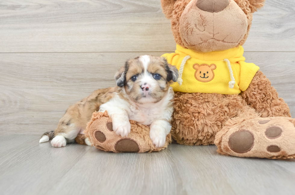 8 week old Saussie Puppy For Sale - Premier Pups