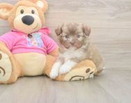 5 week old Saussie Puppy For Sale - Premier Pups