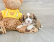 6 week old Saussie Puppy For Sale - Premier Pups