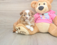5 week old Saussie Puppy For Sale - Premier Pups