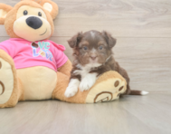 5 week old Saussie Puppy For Sale - Premier Pups