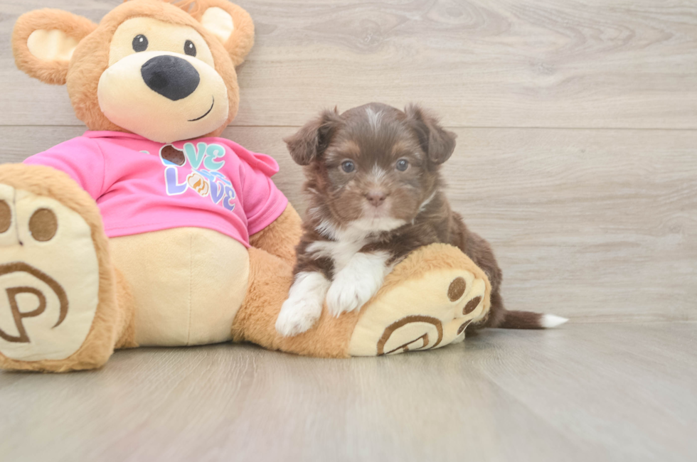 5 week old Saussie Puppy For Sale - Premier Pups