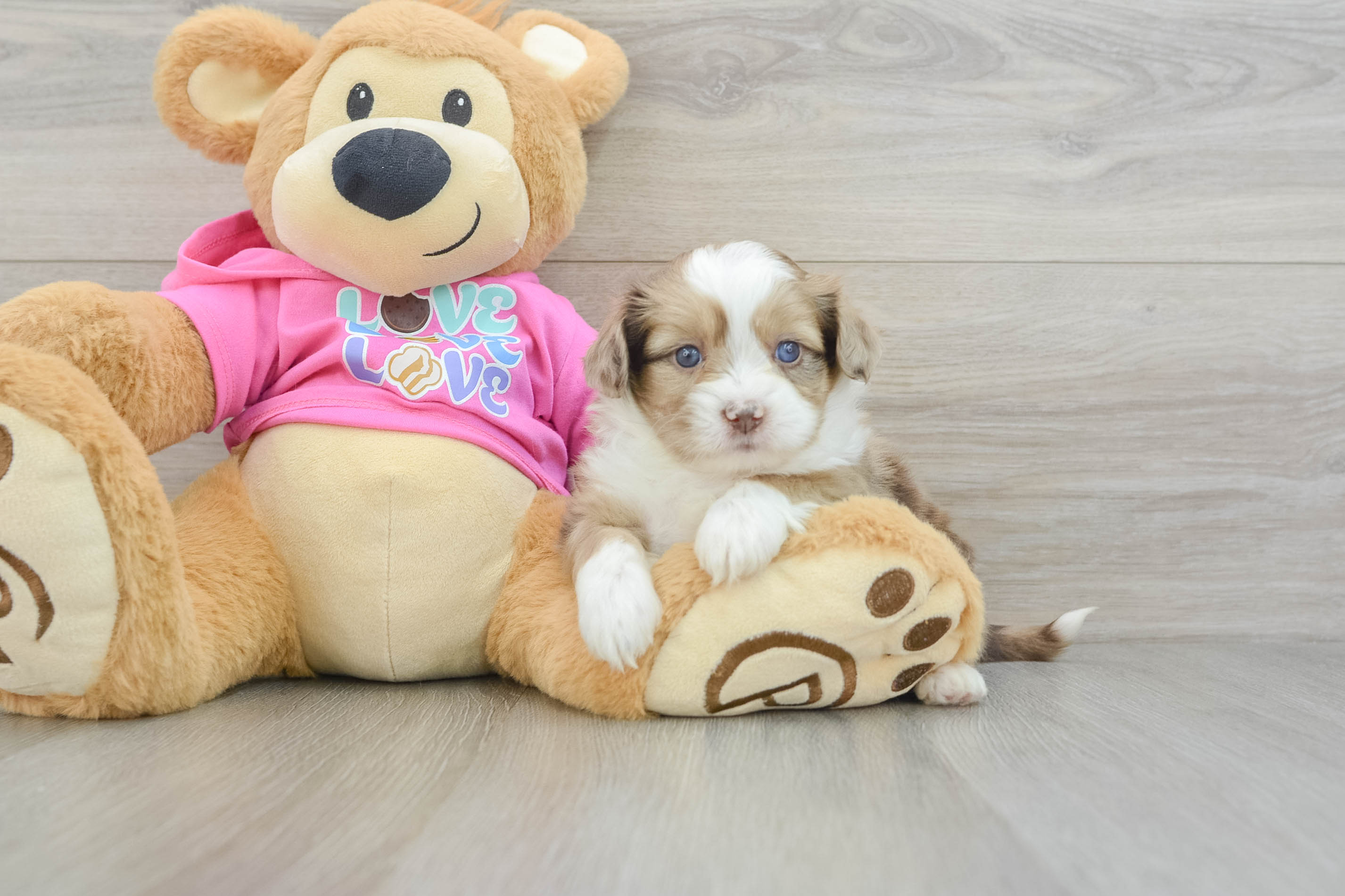 Cute Saussie Baby
