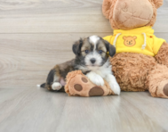 5 week old Saussie Puppy For Sale - Premier Pups